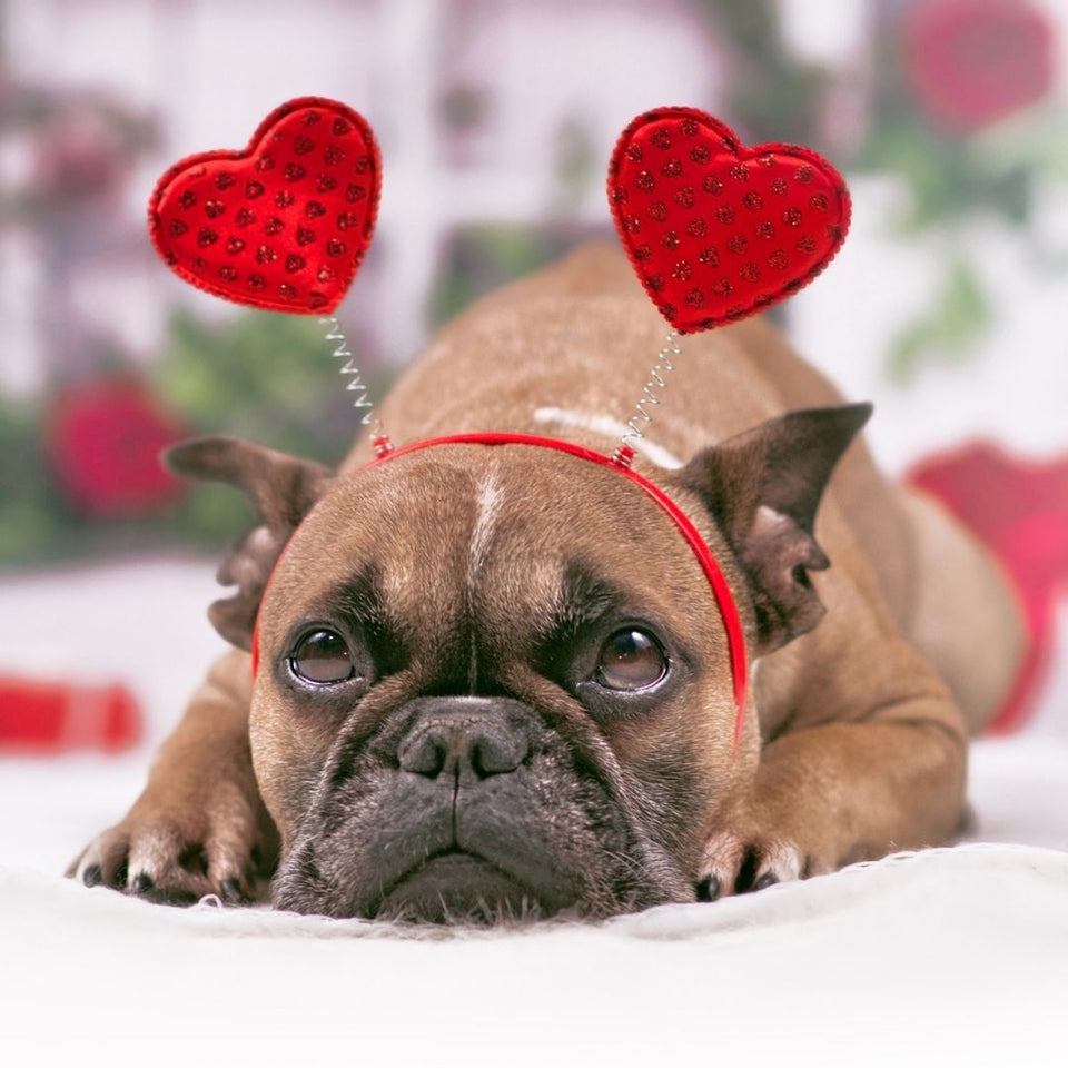 Pawfectly Chic Valentine's Day Dog and Cat Clothing, Apparell, costumes, and accessories. 